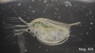 Daphnia magna under the Microscope [upl. by Matty]