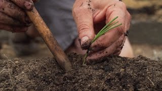 How To Plant Onions And Leeks [upl. by Jaeger381]