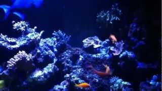 Pseudanthias squamipinnis spawning [upl. by Serafina]