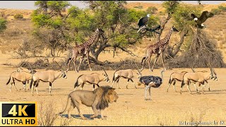 4K African Wildlife Tsavo West National Park Kenya  Scenic Wildlife Film With Real Sounds [upl. by Rolfe]