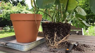 🪴 Repotting Monstera deliciosa 👩‍🌾 [upl. by Gracie]