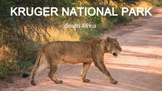 BEST Safari in South Africa  KRUGER NATIONAL PARK 12 [upl. by Livvi]