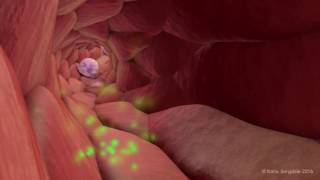 Extravasation of Neutrophils [upl. by Ecitsuj]