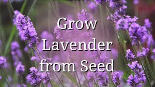 Grow Lavender from Seed [upl. by Krefetz320]