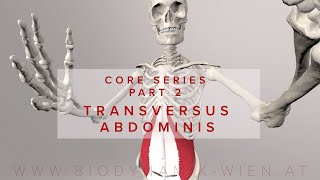 Core Series Part 2 Transversus Abdominis Muscle 3D Animation [upl. by Orin]