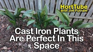 Cast Iron Plants Are Perfect For This Space [upl. by Mian]