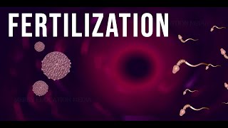 WHAT IS FERTILIZATION [upl. by Genovera]