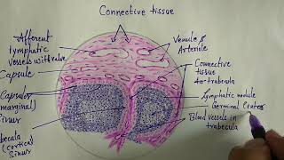 What Is a Lymph Node [upl. by Schafer36]