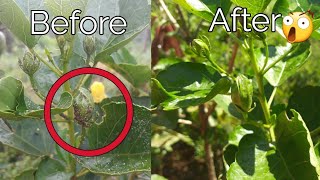 How to control white mealybugs on hibiscus [upl. by Clay]