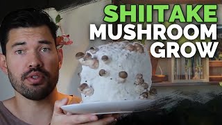 How to Grow Shiitake Mushrooms Recipe Included [upl. by Kotta846]