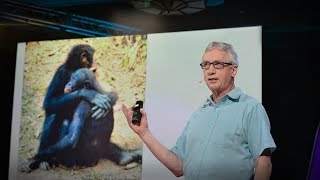 The surprising science of alpha males  Frans de Waal [upl. by Ligriv375]