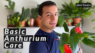 Anthurium Scherzerianum Care Tips [upl. by Ymer]