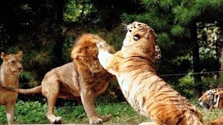 Siberian tiger fight with African lion，the male lion ran away [upl. by Nnagrom]