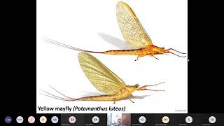 Identification of Mayfly Adults [upl. by Ciredec]