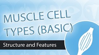 Muscle Cell Types Basic [upl. by Rosalba]