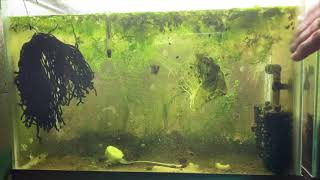 Scuds Daphnia Cherry Shrimp Copepods My aquatic food culture [upl. by Edwin729]