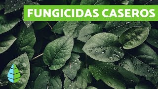 FUNGICIDAS CASEROS  TIPOS DE FUNGICIDAS [upl. by Michelsen]