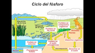 Ciclo del Fósforo [upl. by Phira]