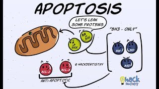 Apoptosis  Introduction Morphologic Changes and Mechanism [upl. by Arch]