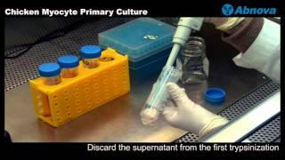 Chicken Myocyte Primary Culture [upl. by Pomfret]