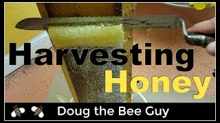 Harvesting Honey  How to harvest honey from a beehive [upl. by Bred91]