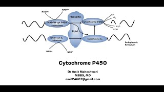 Cytochrome P450  Cytochrome P450 for Xenobiotic Metabolism [upl. by Orbadiah]