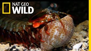 The Mantis Shrimp Packs a Powerful Punch  Nat Geo Wild [upl. by Dunn]