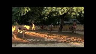 Boys engage in Kushti or Indian mud wrestling [upl. by Eckardt]