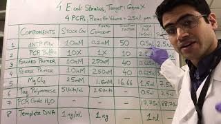 How To PCR Calculations [upl. by Tatman]