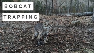 Bobcat Trapping 101 [upl. by Novyad]