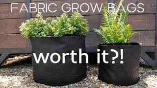 Fabric Pots amp Grow Bags My Thoughts [upl. by Koral243]