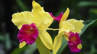 Growing and Repotting Cattleya Orchids [upl. by Fritze38]