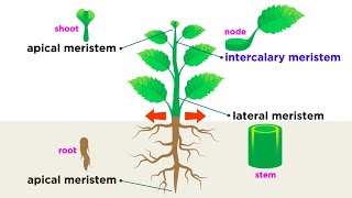 Types of Plant Cells [upl. by Gove]