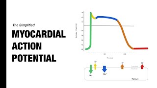 Ventricular Action Potential  Medzcool [upl. by Ardnwahsal796]