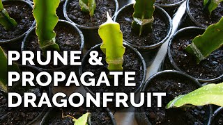 Easy Dragon Fruit Propagation and Pruning Technique [upl. by Arundel]