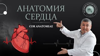 Анатомия сердца строение гемодинамика пороки Heart hemodynamics defects [upl. by Gildea490]