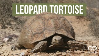 Leopard Tortoise Stigmochelys pardalis [upl. by Gabler]