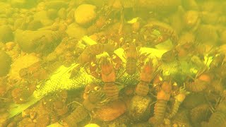 Crayfish Catch n Cook Underwater Feeding Frenzy [upl. by Bihas]