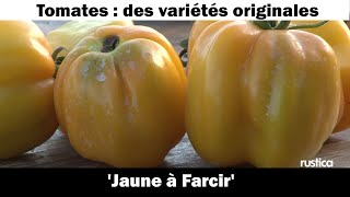 La tomate  Jaune à Farcir  culture et recette [upl. by Illib]