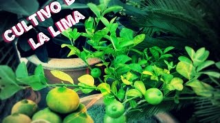 Como Sembrar una Planta de Lima  Cultivo de la Lima [upl. by Yzmar982]