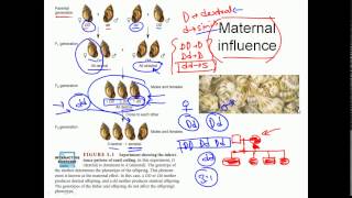 Maternal inheritance [upl. by Leicam]