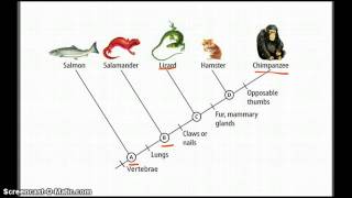 Cladograms  Betterlesson [upl. by Allehs]