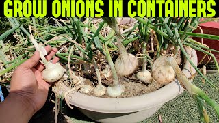 How To Grow Onions At Home  START TO FINISH [upl. by Nayr787]