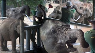 Feeding time at the Uda Walawe Elephant Transit center Sinhala – Eth Athuru Sevana [upl. by Alden280]