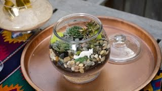 DIY Succulent Terrarium [upl. by Anitirhc]