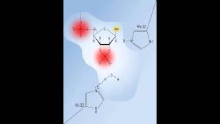 RNAse A The Ribonuclease A enzymatic reaction mechanism [upl. by Sisxela396]