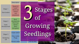 3 Stages of Planting Seedlings for Beginners [upl. by Marian966]