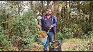 Buscando adorno Navideño en el monte musgo  con la familia [upl. by Yngiram]