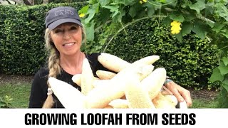 Growing Loofah LuffaSponge Urban Farming how to grow luffa [upl. by Blackburn752]