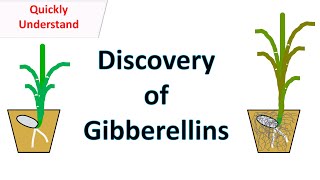 Discovery of Gibberellins [upl. by Sanjay]